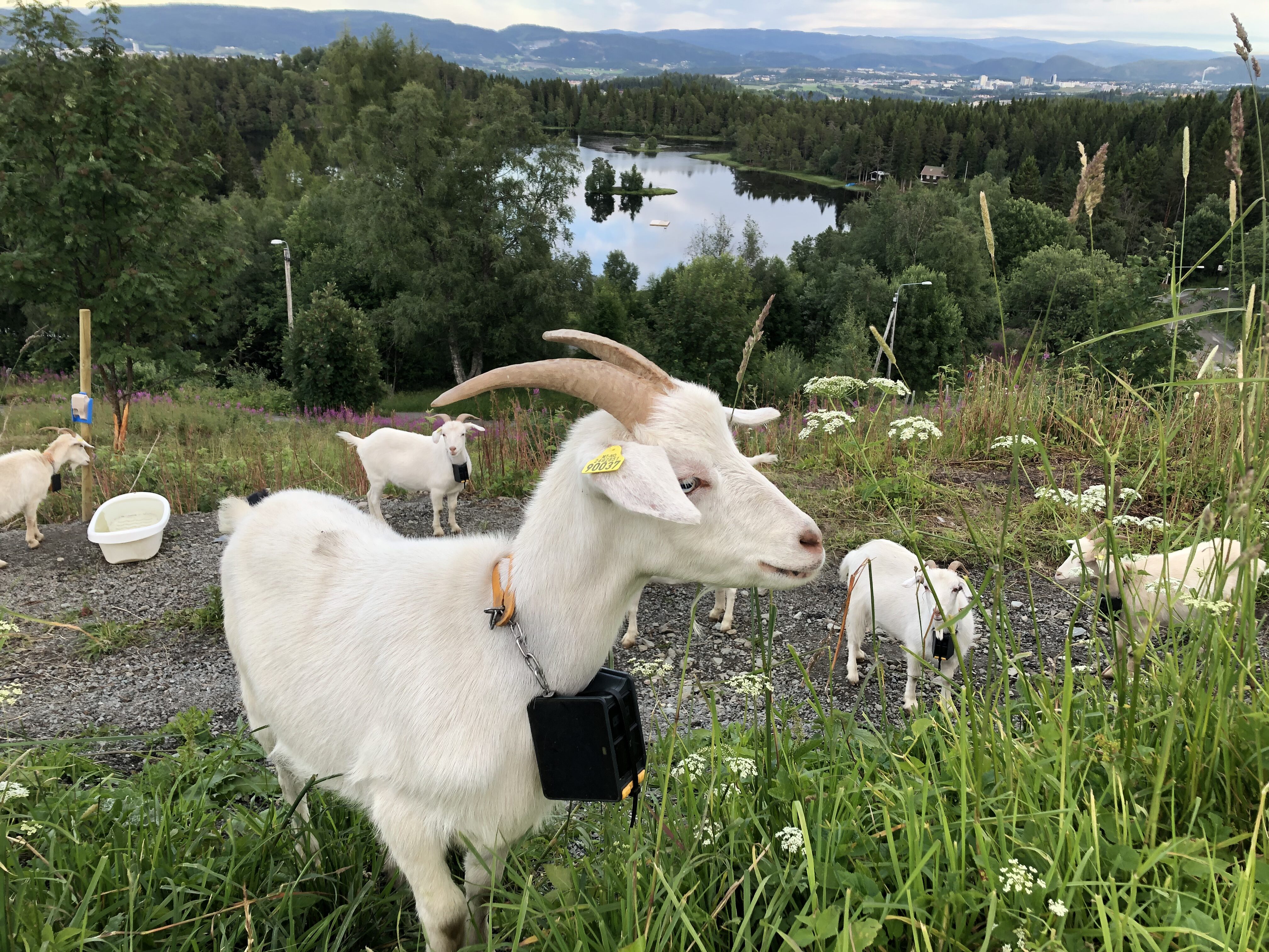 Geit med Nofence_Lian